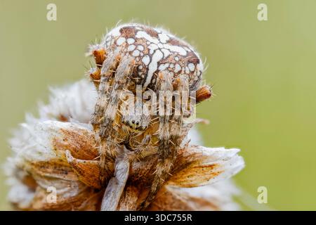 Gartenkreuzspinne, Araneus diadematus, European Garden Spider Foto Stock