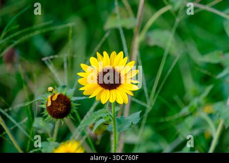 Piccolo e vibrante fiore di girasole in un lussureggiante prato verde Foto Stock