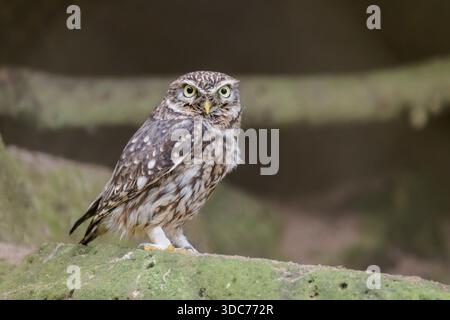 Steinkauz, Athene noctua, Civetta Foto Stock