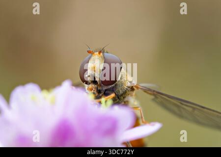 Hainschwebfliege, Episyrphus balteatus, Marmalade Hoverfly Foto Stock