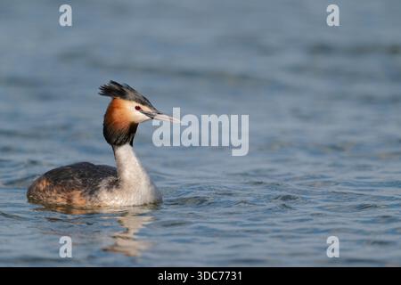 Haubentaucher Podiceps Cristatus, grande Grebe crestata Foto Stock