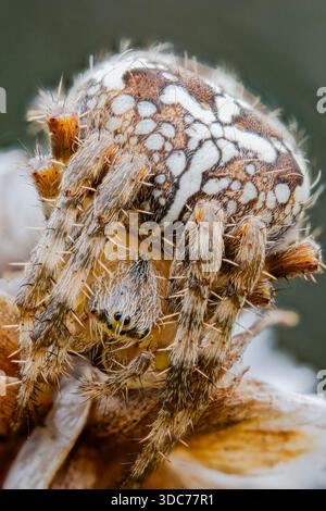 Gartenkreuzspinne, Araneus diadematus, European Garden Spider Foto Stock