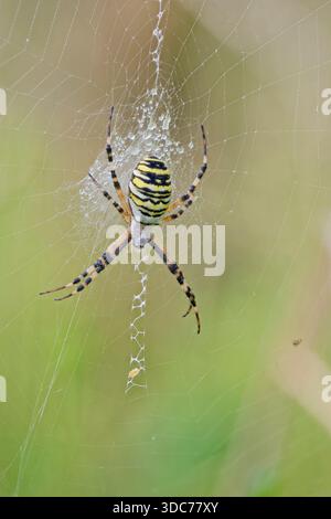 Wespenspinne, Argiope bruennichi, Wasp Spider Foto Stock