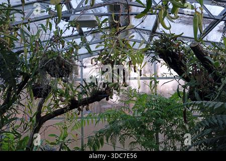 Piante a brocca all'interno della serra presso gli Oxford Botanical Gardens, Oxford Regno Unito Foto Stock