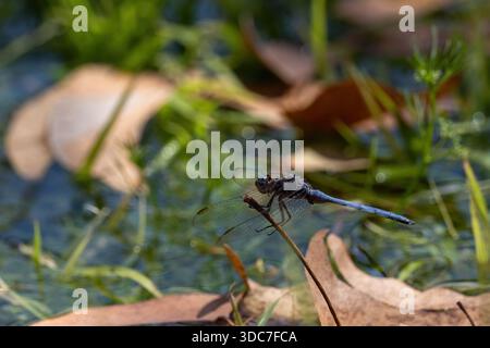 epaulet skimmer sulla pozzanghera nel resort halali Foto Stock