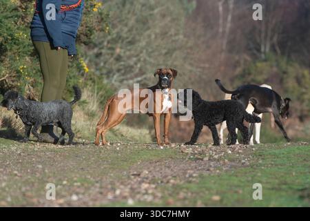 camminatore per cani con 5 cani Foto Stock