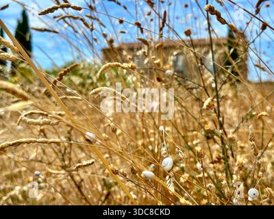 Le conchiglie di lumaca si aggrappano alle erbe dorate in un campo estivo vicino a Gordes, in Francia, sotto un cielo blu brillante Foto Stock