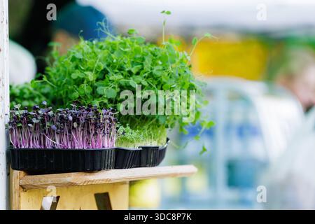 Microgreen organici in vassoi sul bancone del mercato. Microgreen biologici che crescono in vassoi in un mercato locale, concetto moderno di cibo sostenibile, fattoria urbana Foto Stock
