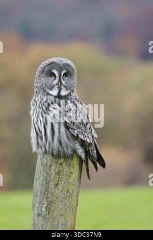 Gufo barbuto, Strix nebulosa, grande Gufo Grigio, prigioniero, bassa Sassonia, Germania Foto Stock
