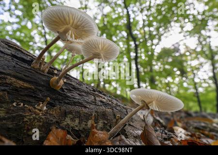 Funghi che crescono su un tronco d'albero nella foresta, visti dal basso fungo della melma di faggio, fungo della melma ad anello (Oudemansiella mucida) su un ramo di faggio (FAG Foto Stock