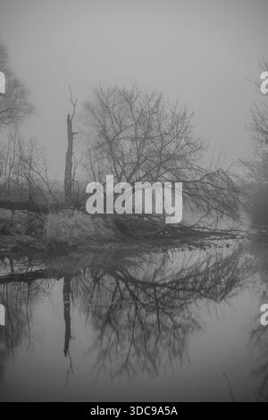 C'è un albero vicino all'acqua, i suoi rami nascosti nella nebbia. L'acqua riflette l'albero e l'area circostante. La scena sembra calma e silenziosa. Boge Foto Stock