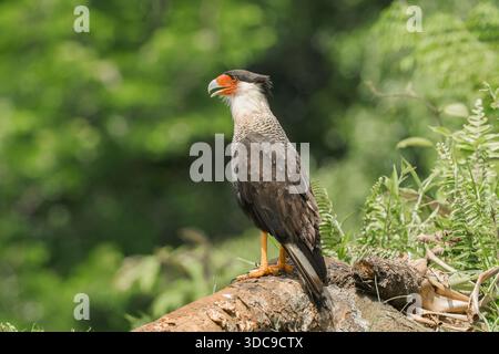 caracara meridionale, Caracara plancus, un solo adulto in piedi sulla vegetazione, Costa Rica Foto Stock