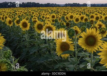Campo di girasole al tramonto in Ucraina con infinite file di fiori gialli e paesaggio agricolo Foto Stock