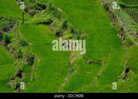 Campi di riso terrazzati intricati nelle ripide valli dell'isola vulcanica Flores, Indonesia Foto Stock
