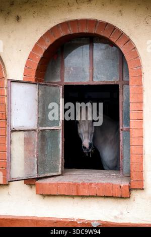 Cavallo in piedi all'interno della stalla e guardando fuori attraverso la vecchia finestra di mattoni. Fattoria rurale dall'architettura tradizionale e dall'atmosfera tranquilla della campagna. Foto Stock