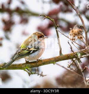 Primo piano di un uccello cahffinch maschio seduto sul ramo di un albero Foto Stock