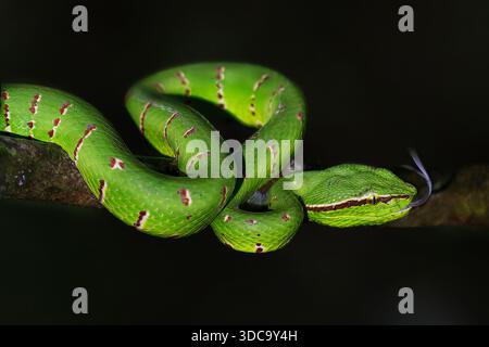 vipera di Wagler sul ramo dell'albero di notte nel Borneo, Malesia Foto Stock