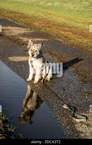 Piccolo cane seduto accanto alla marionetta sul percorso bagnato con riflessi durante la passeggiata autunnale Foto Stock