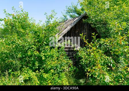 Piccola capanna in legno abbandonata, ricoperta di vegetazione lussureggiante e alberi in campagna. Tradizionale capannone rustico nel mezzo di una foresta Foto Stock