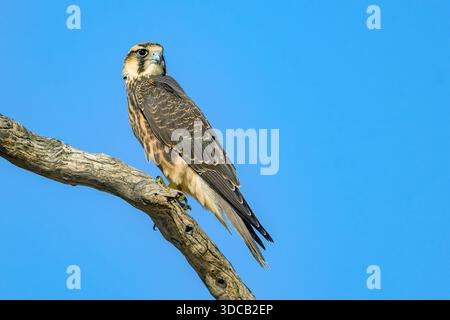 Falco di Lanner (Falco biarmicus) dal Parco transfrontaliero di Kgalagadi, Sudafrica. Foto Stock