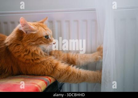 Gatto dello zenzero che allunga le zampe su un caldo radiatore accanto a una tenda bianca, godendo di un caldo calore interno e di un sereno relax in un ambiente domestico illuminato dal sole Foto Stock