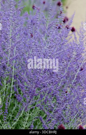 Salvia. Perovskia "Blue Spire". Guglia blu salvia. Saggio russo. Perovskia atriplicifolia "Blue Spire". Aromatico. Picchi di fiori blu intensi Foto Stock