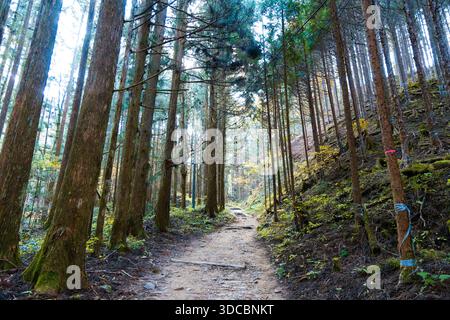 Sentiero Nakasendo attraverso la foresta tra Tsumago-juku e i villaggi di Magome, Nagano, Giappone Foto Stock