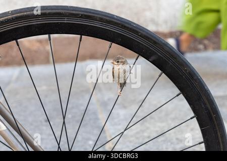 Un piccolo uccello siede su una ruota in bicicletta in un ambiente urbano. La scena giocosa unisce la natura alla vita cittadina, catturando un momento tranquillo e curioso contro una Foto Stock