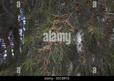 Casuarina equisetifolia albero sempreverde Foto Stock