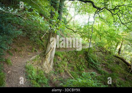Un tranquillo sentiero che si snoda attraverso Hackfall Woods, Yorkshire Dales, Regno Unito Foto Stock