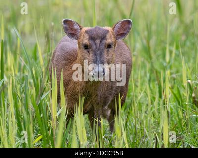Un cervo muntjac selvatico (Muntiacus reevesi), noto anche come cervo che abbaiava, mangiando canne, RSPB Titchwell Foto Stock