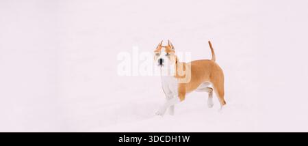 Dog American Staffordshire Terrier in piedi nella neve durante il giorno d'inverno Foto Stock