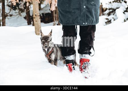 Un umano e un cane sono migliori amici. Una persona irriconoscibile con l'animale domestico cammina in un campo innevato in inverno. Un cane gigante serio che cammina vicino all'uomo Foto Stock