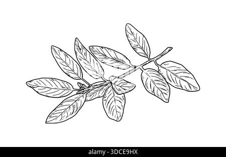 alloro di baia rami e foglie, schizzo in bianco e nero. Illustrazione vettoriale. Erbe e spezie da cucina isolate su sfondo bianco. Ramoscello con foglie. Illustrazione Vettoriale