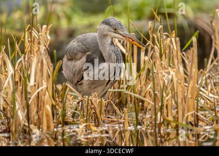 Heron che pesca in un letto di canne Foto Stock