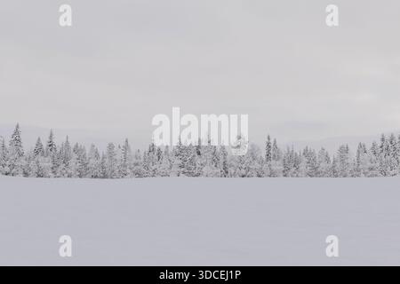 Paesaggio invernale caratterizzato da un campo innevato e una linea di alberi sempreverdi polverosi di gelo sotto un cielo pallido. Minimalismo, freddo, natura. Natale e N. Foto Stock
