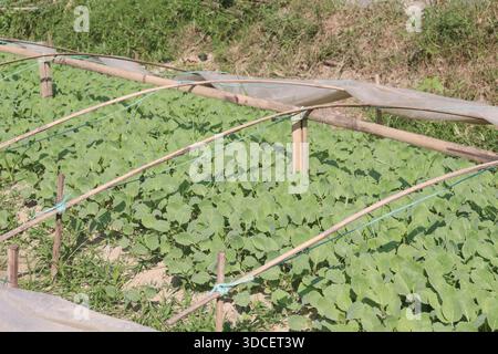 Le piantine di cavolfiore nell'azienda agricola per il raccolto sono colture di cassa Foto Stock