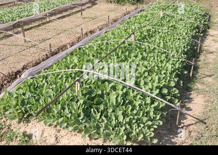 Le piantine di cavolfiore nell'azienda agricola per il raccolto sono colture di cassa Foto Stock