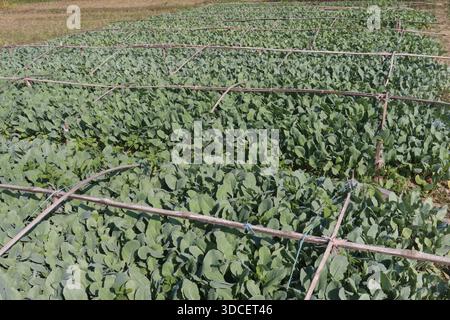 Le piantine di cavolfiore nell'azienda agricola per il raccolto sono colture di cassa Foto Stock