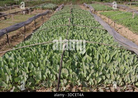 Le piantine di cavolfiore nell'azienda agricola per il raccolto sono colture di cassa Foto Stock