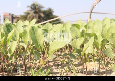 Le piantine di cavolfiore nell'azienda agricola per il raccolto sono colture di cassa Foto Stock