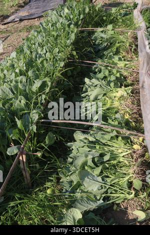 Le piantine di cavolfiore nell'azienda agricola per il raccolto sono colture di cassa Foto Stock