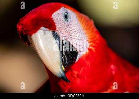 Honduras, Copán, Copán Ruinas, Scarlet Macaw (Ara macao) Foto Stock