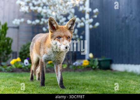 Una bella volpe rossa selvaggia (Vulpes vulpes) viene catturata in un ritratto dettagliato, camminando attraverso un giardino verde con una recinzione moderna e piante fiorite i Foto Stock