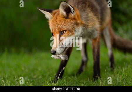 Ritratto di una volpe rossa (Vulpes vulpes) in piedi sull'erba verde mentre tiene una piuma di uccello in bocca, mostrando il comportamento di caccia, Regno Unito. Foto Stock