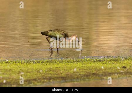 Ibis (Plegadis chihi) di fronte bianco che si nuota nelle calme acque paludose del lago artificiale Shugru, Lassen County, California. Foto Stock