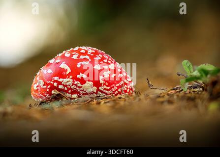 Funghi agarici (Amanita muscaria) in un habitat naturale della foresta con vivaci colori autunnali Foto Stock