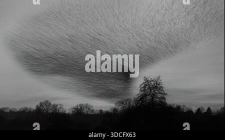 Un'immagine mono a lunga esposizione di migliaia di Starlings (Sturnus vulgaris) che murano davanti a una folla, nel Warwickshire Foto Stock