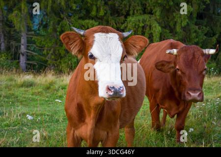 Belle mucche marroni con su un pascolo di montagna vicino alla foresta Foto Stock