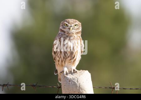Diyarbakir, Diyarbakir, Turchia. 22 dicembre 2025. Un piccolo gufo (Athene noctua) aspetta appollaiato su un persico per cacciare topi nei giardini storici di Hevsel. (Credit Image: © Dogan Evsan/ZUMA Press Wire) SOLO PER USO EDITORIALE! Non per USO commerciale! Foto Stock